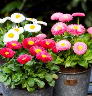 img-0: Маргаритка Бамбино Микс [1000 драже] - ООО «Семена Тут»