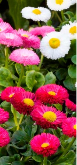 img-1: Маргаритка Бамбино Микс [1000 драже] - ООО «Семена Тут»