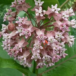 img-0: Ваточник сирийский [5*15 шт] - ООО «Семена Тут»