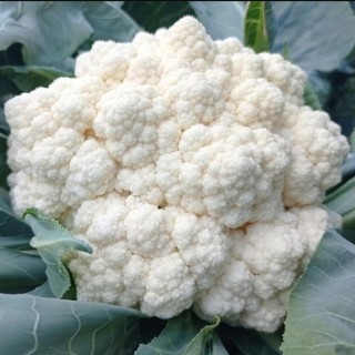 Капуста цветная Вайтекс F1 - ООО «Семена Тут»