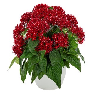 img-0: Пентас Граффити Дип Ред [1000 драже] - ООО «Семена Тут»