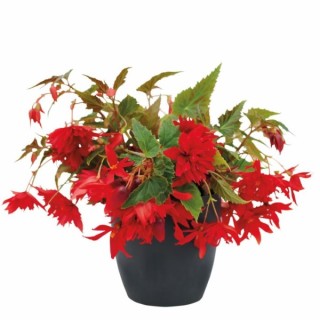 img-0: Бегония Фанки Скарлет [1000 драже] - ООО «Семена Тут»