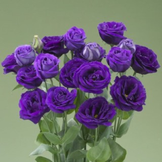 img-0: Эустома Арена 1 Парпл [500 драже] - ООО «Семена Тут»