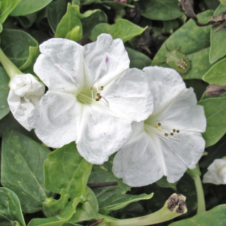 Мирабилис Белый леденец - ООО «Семена Тут»