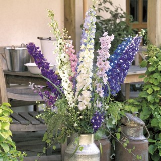 img-0: Дельфиниум гибридный Бенарис Пацифик Микс [1000 шт] - ООО «Семена Тут»