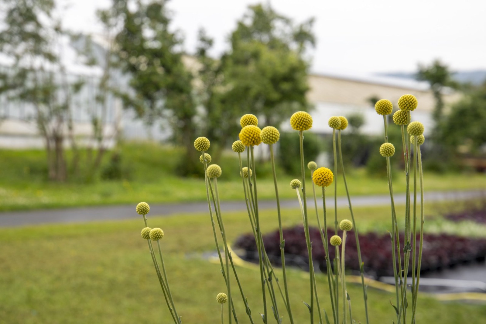 краспедия 2