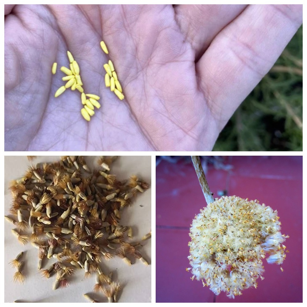 краспедия семена